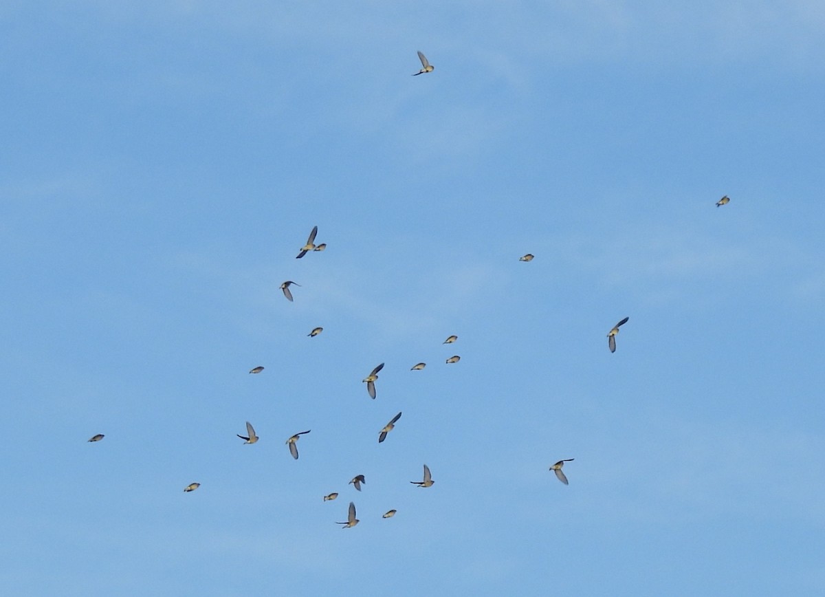 Cedar Waxwing - ML567307651