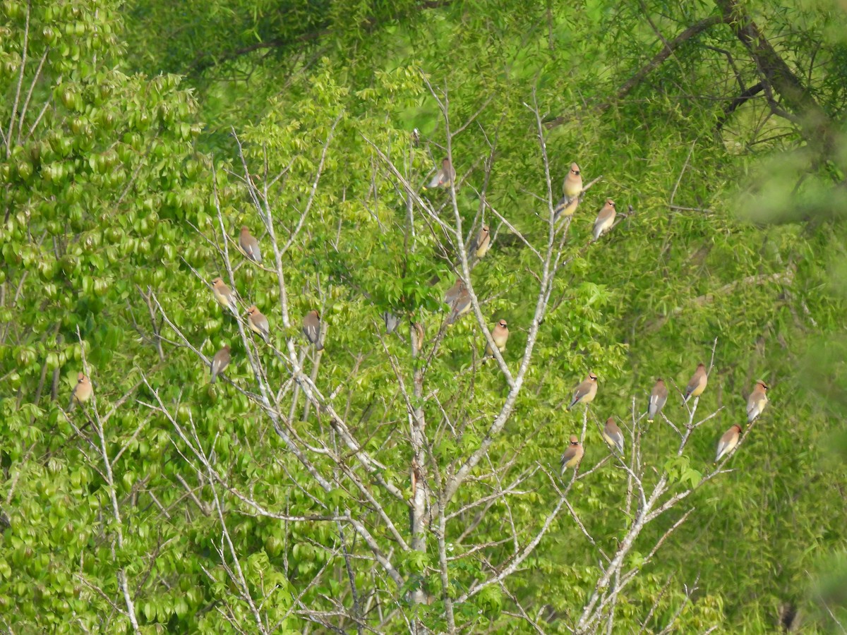 Cedar Waxwing - ML567307661