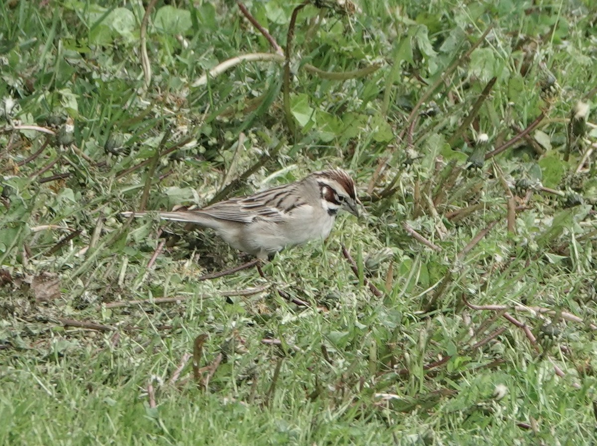 Lark Sparrow - ML567308171