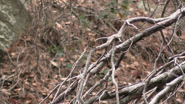 Eurasian Wren - ML567308391