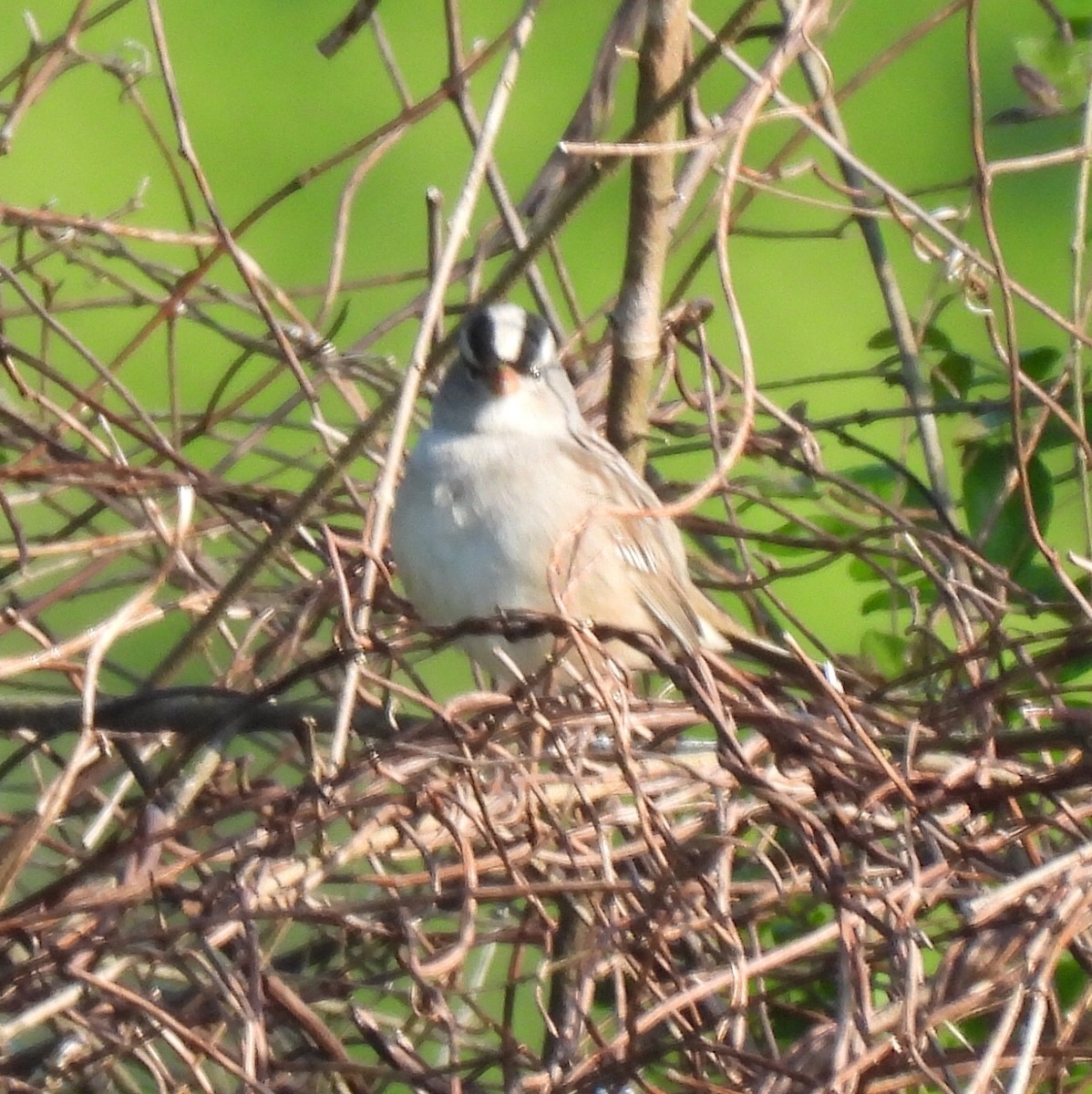 White-crowned Sparrow - ML567308461