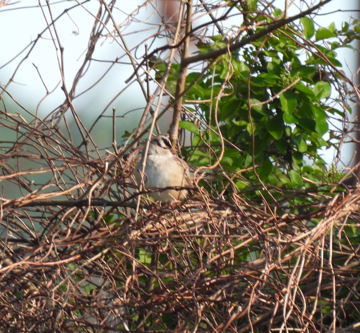 White-crowned Sparrow - ML567308471