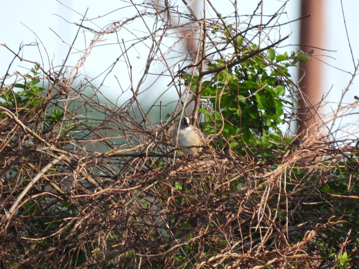 White-crowned Sparrow - ML567308481
