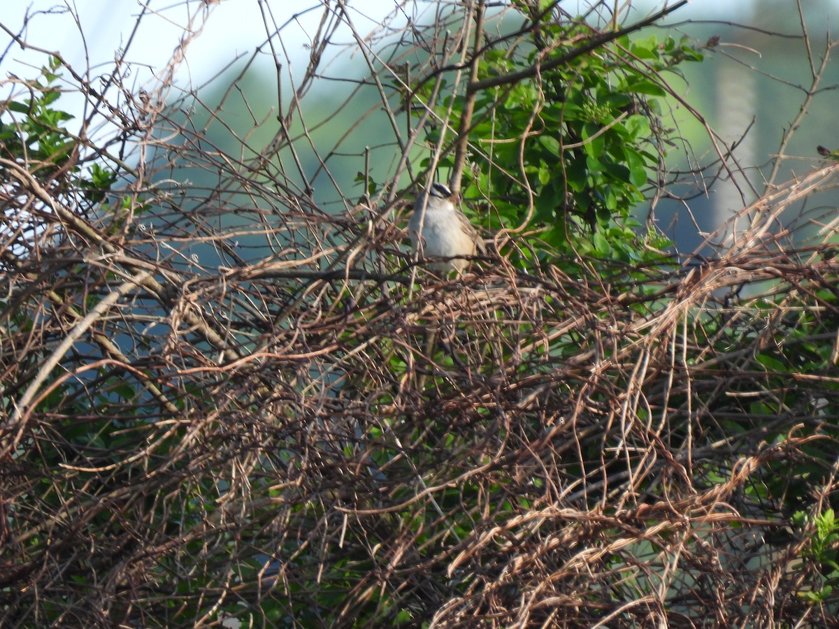 White-crowned Sparrow - ML567308501