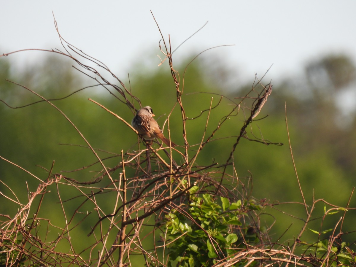 White-crowned Sparrow - ML567308521