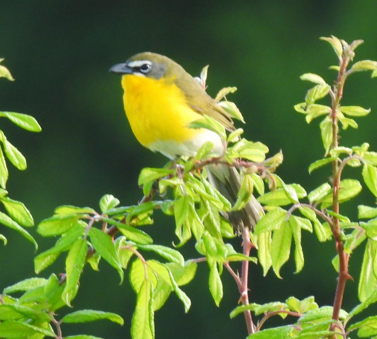 Yellow-breasted Chat - ML567309031