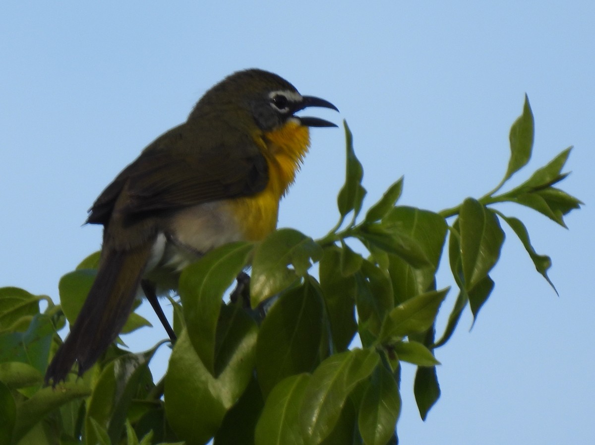 Yellow-breasted Chat - ML567309041