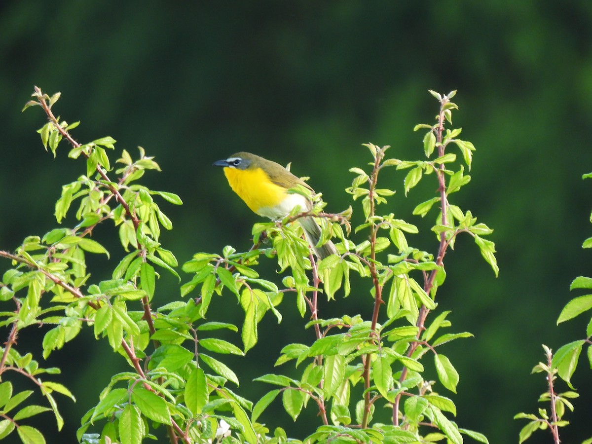 Yellow-breasted Chat - ML567309061