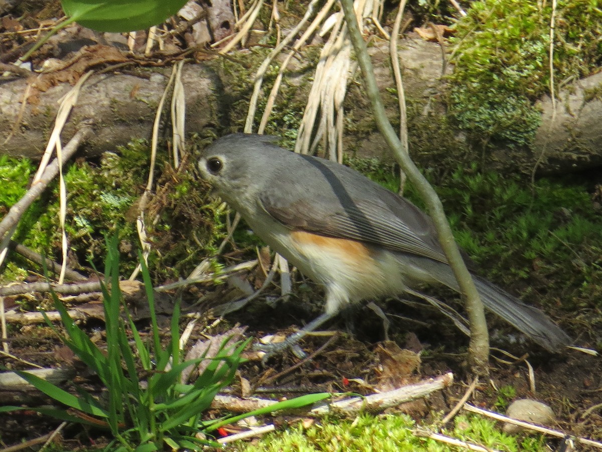 Tufted Titmouse - Ethan Maynard