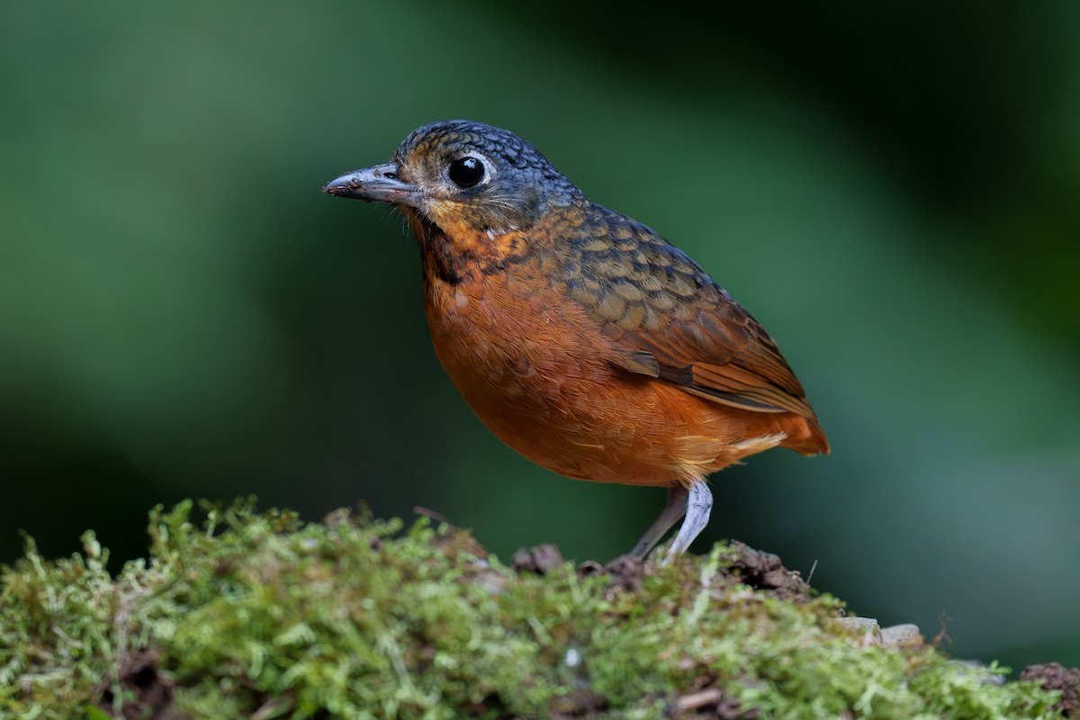 Scaled Antpitta - ML567310991