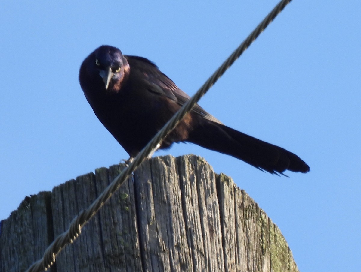 Common Grackle - ML567311221