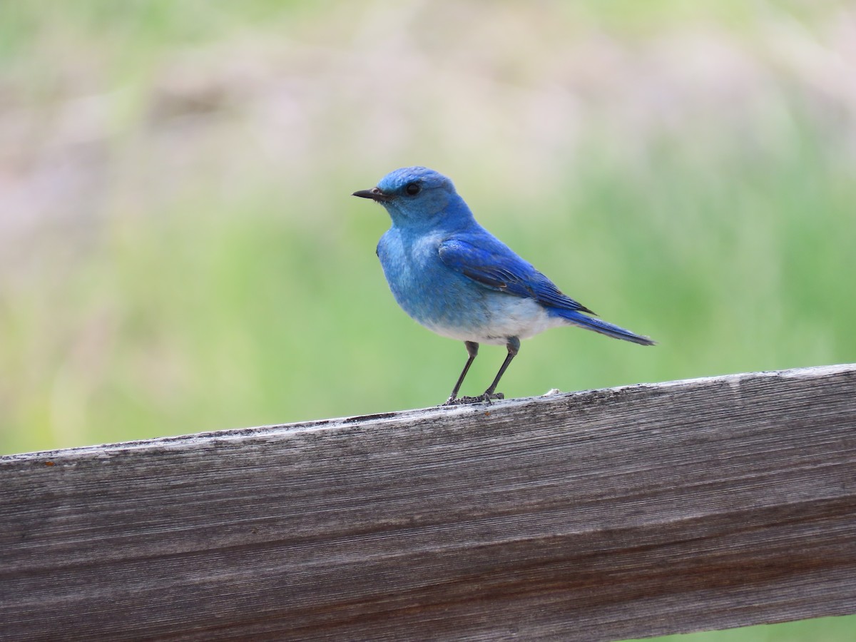 Mountain Bluebird - ML567311451