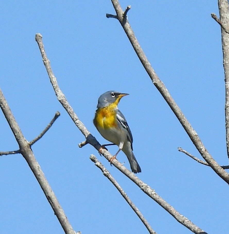 Northern Parula - ML567311491