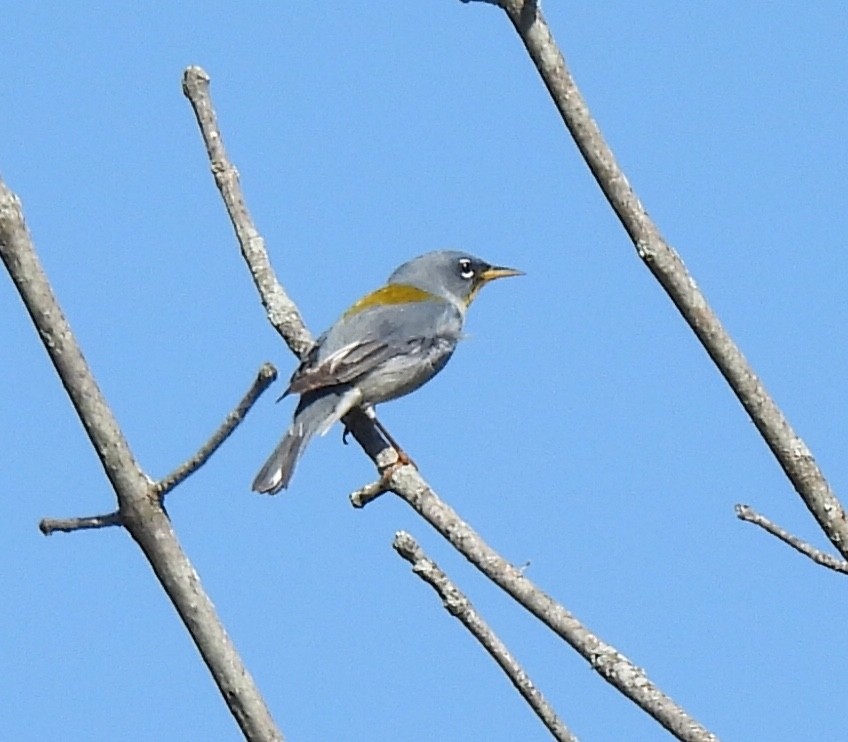 Northern Parula - ML567311501