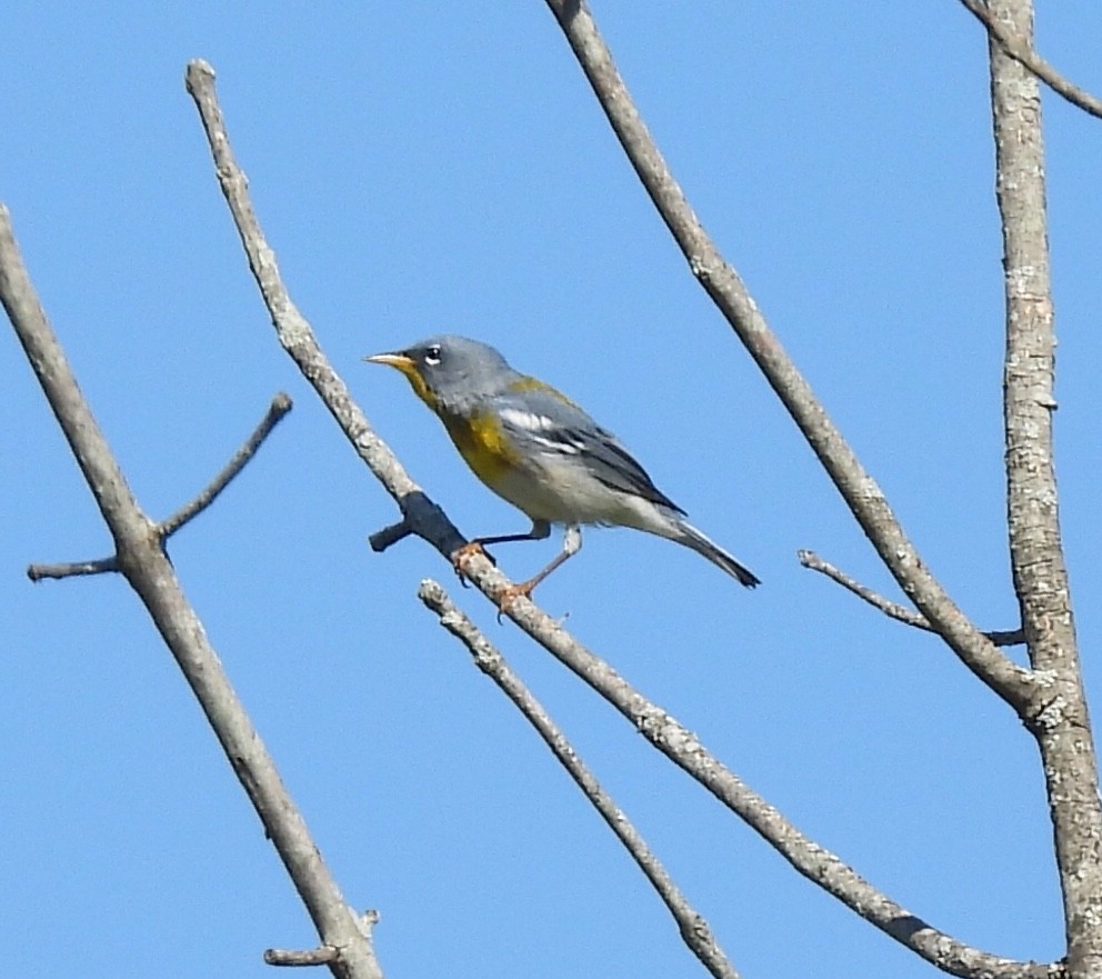 Northern Parula - ML567311511