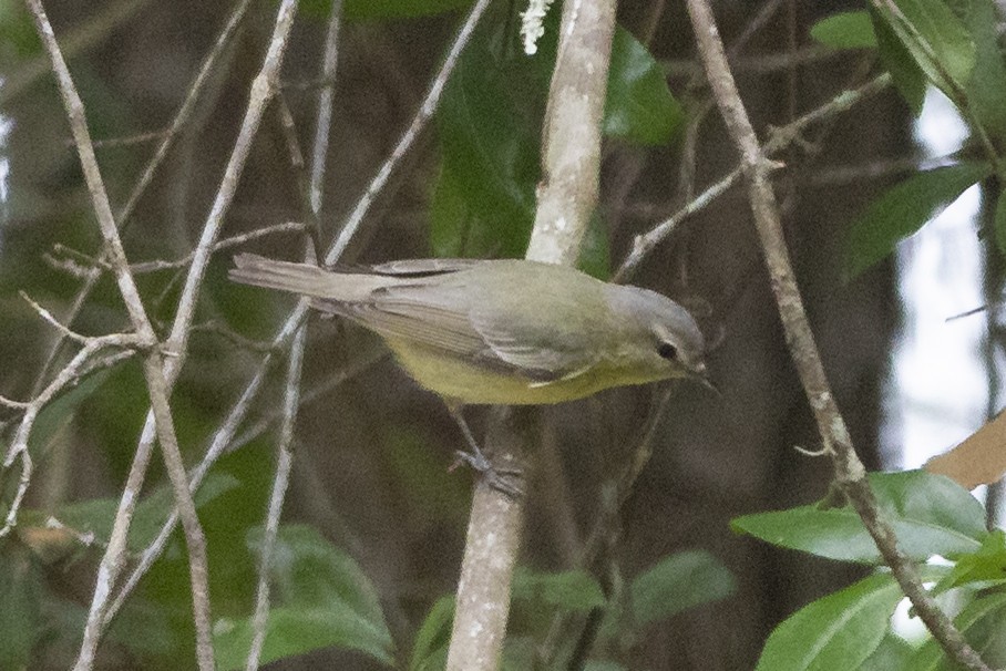 Philadelphia Vireo - ML567311631