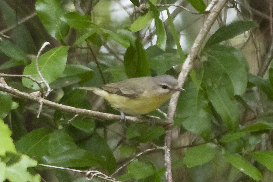 Philadelphia Vireo - ML567311641