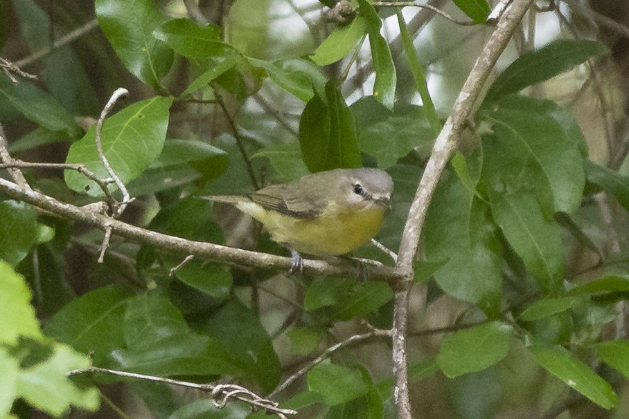 Philadelphia Vireo - ML567311651