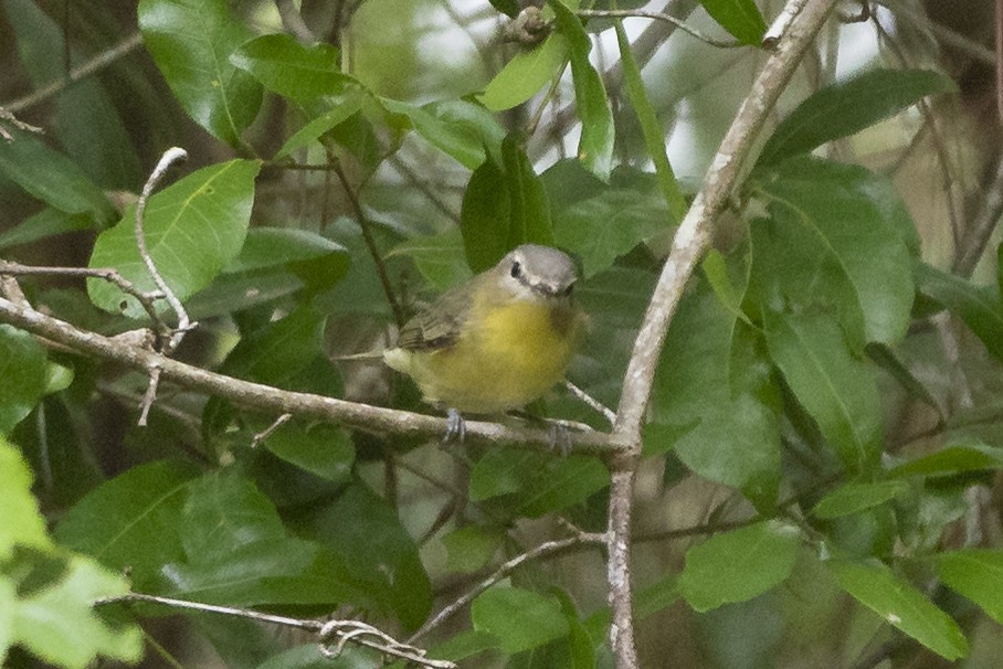 Philadelphia Vireo - ML567311661