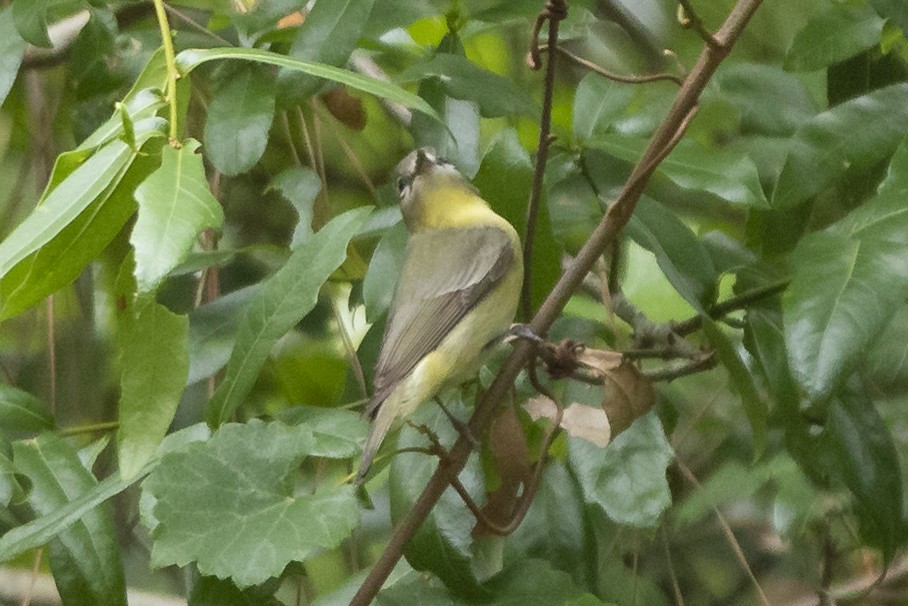 Philadelphia Vireo - ML567311671