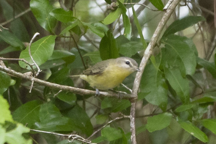 Philadelphia Vireo - ML567311681