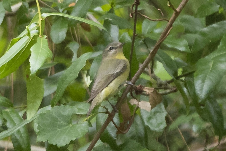 Philadelphia Vireo - ML567311691