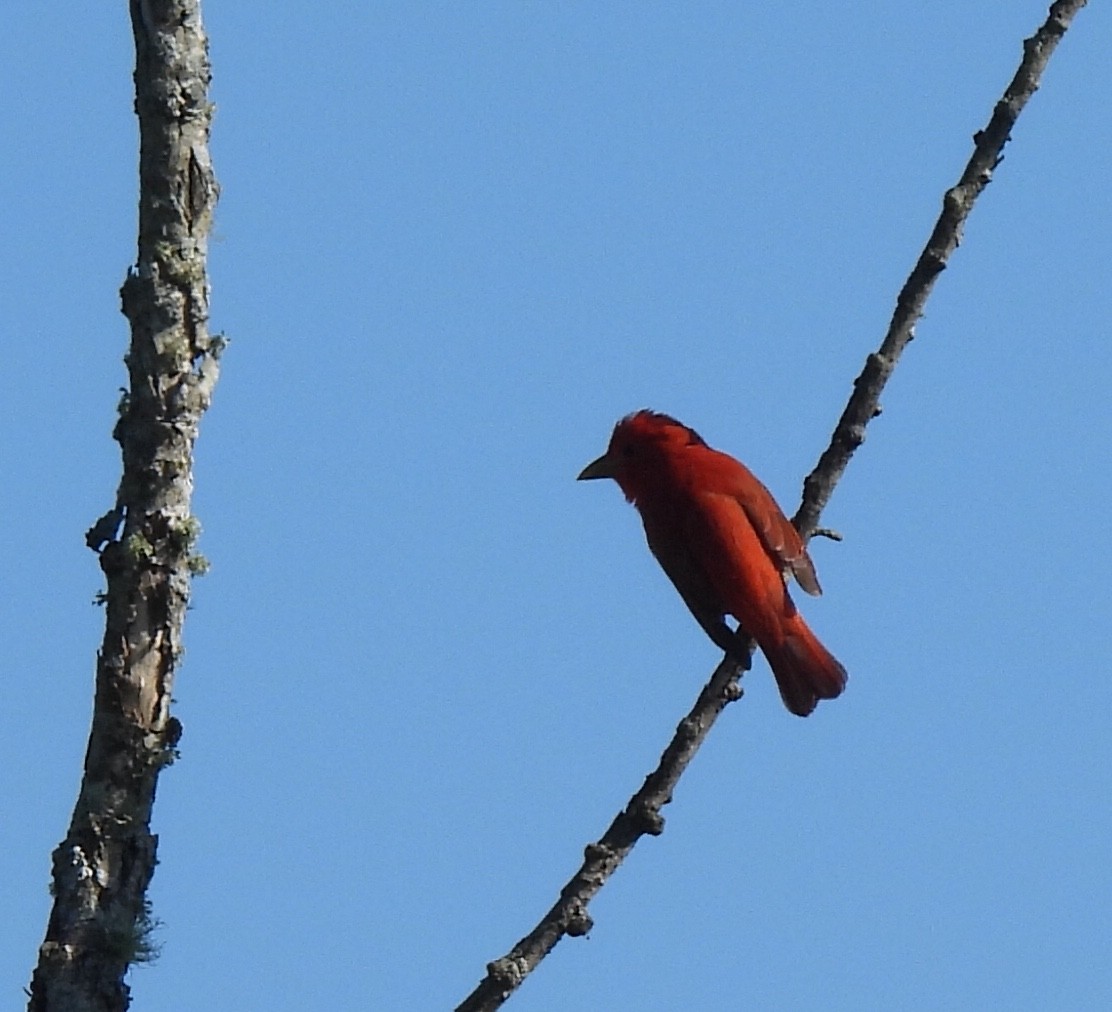 Summer Tanager - ML567311741