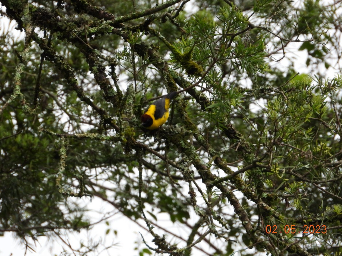 Brown-capped Weaver - ML567313501