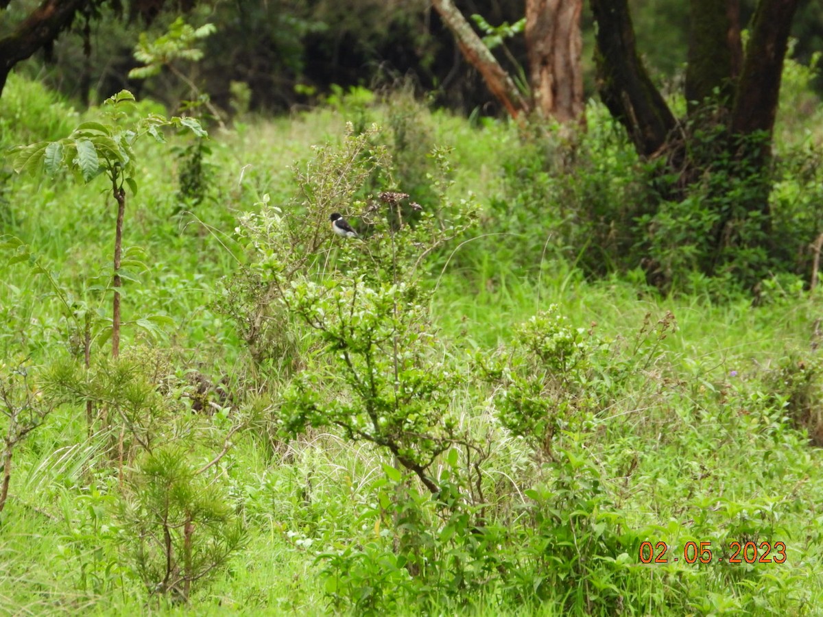 African Stonechat - ML567313971