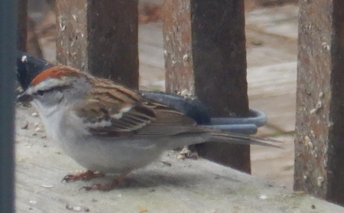 Chipping Sparrow - ML567314101