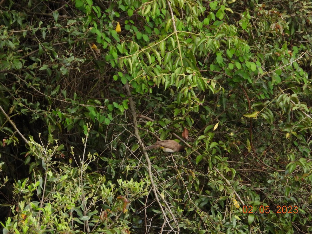 בולבול אפריקני - ML567315111