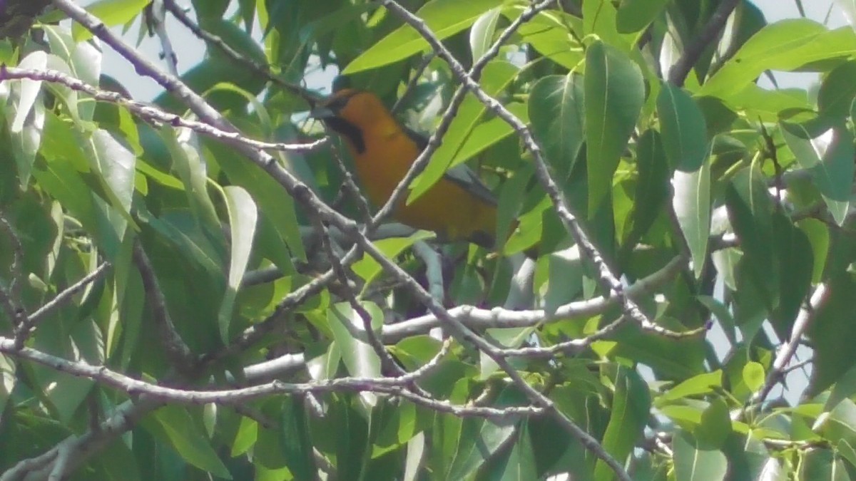 Bullock's Oriole - ML56731551