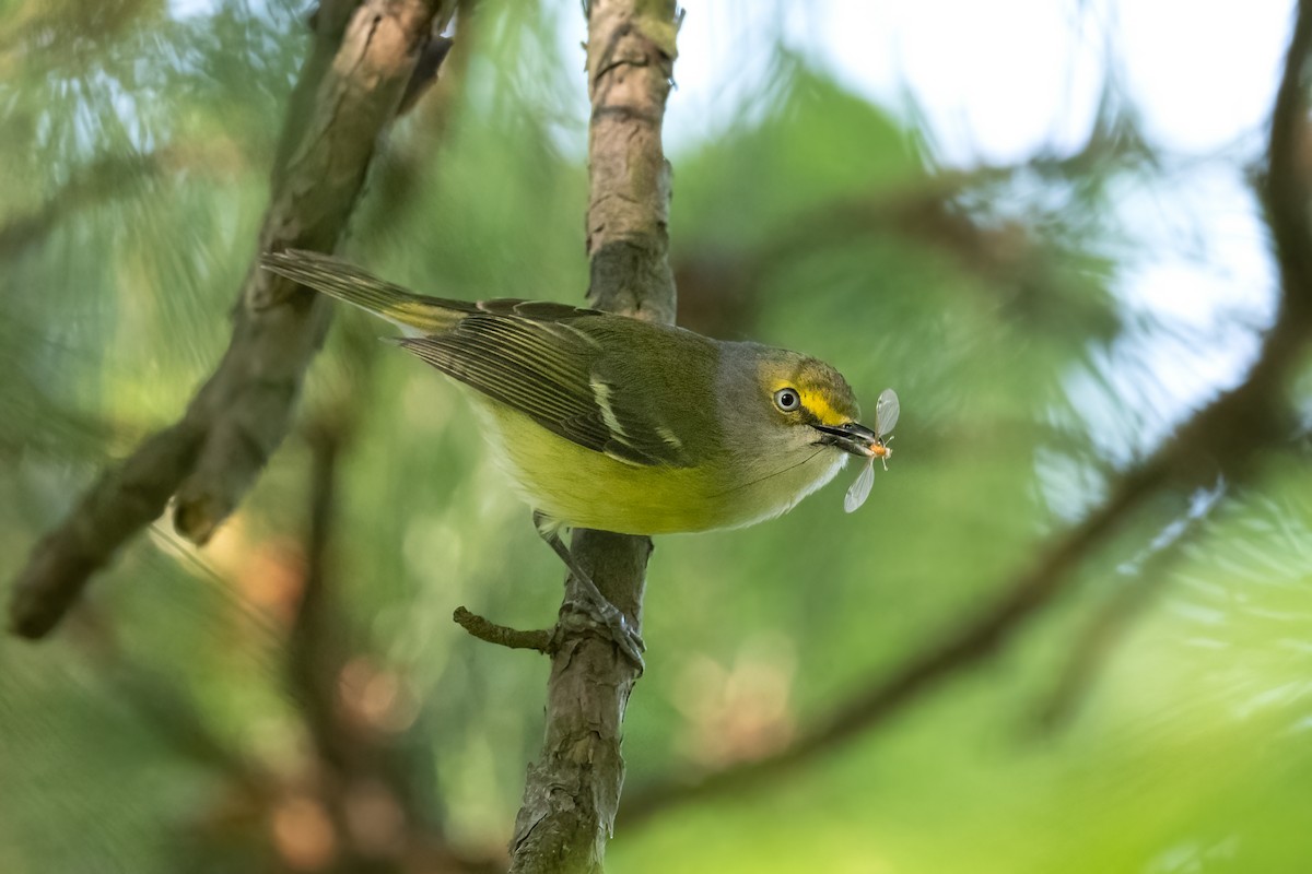 White-eyed Vireo - ML567316261