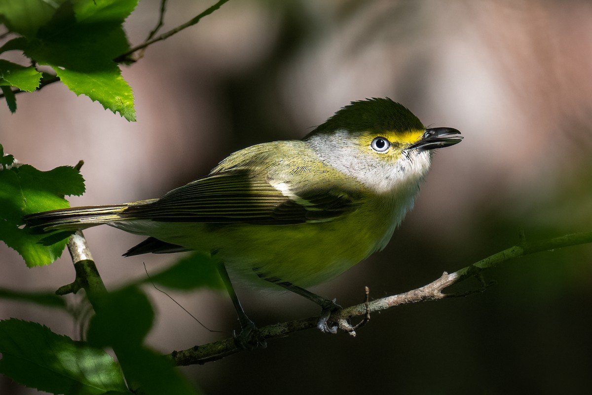 White-eyed Vireo - ML567316301