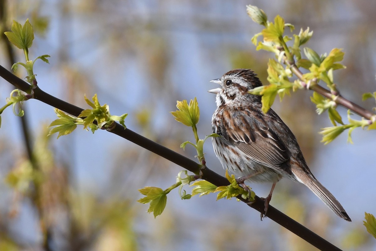 Song Sparrow - ML567316351