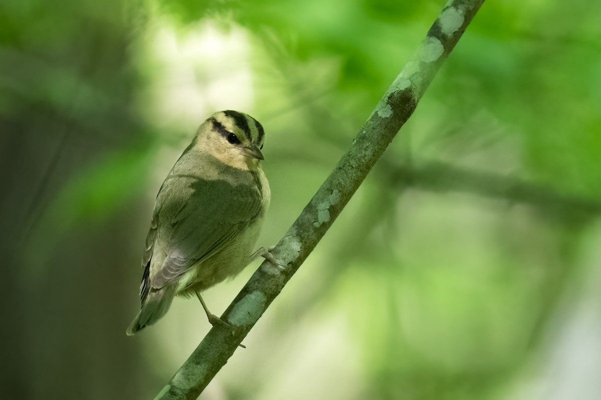 Worm-eating Warbler - ML567316391