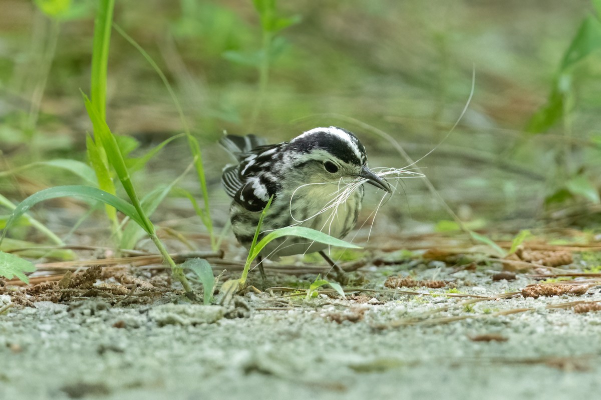 Black-and-white Warbler - ML567316461