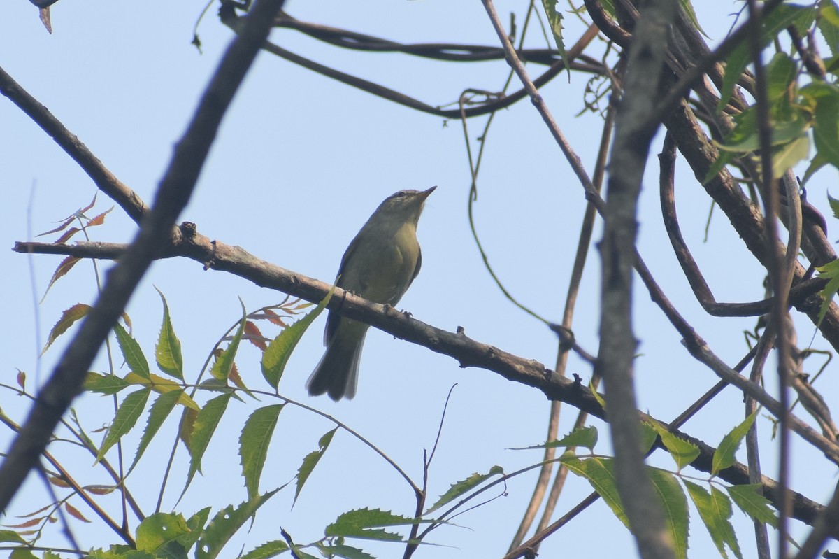 Greenish Warbler - ML567316541