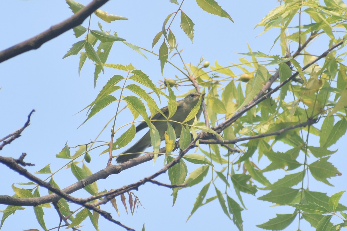 Greenish Warbler - ML567316551