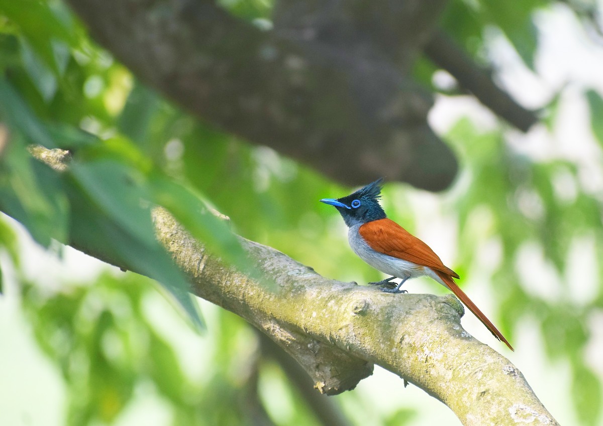 Indian Paradise-Flycatcher - ML567316851