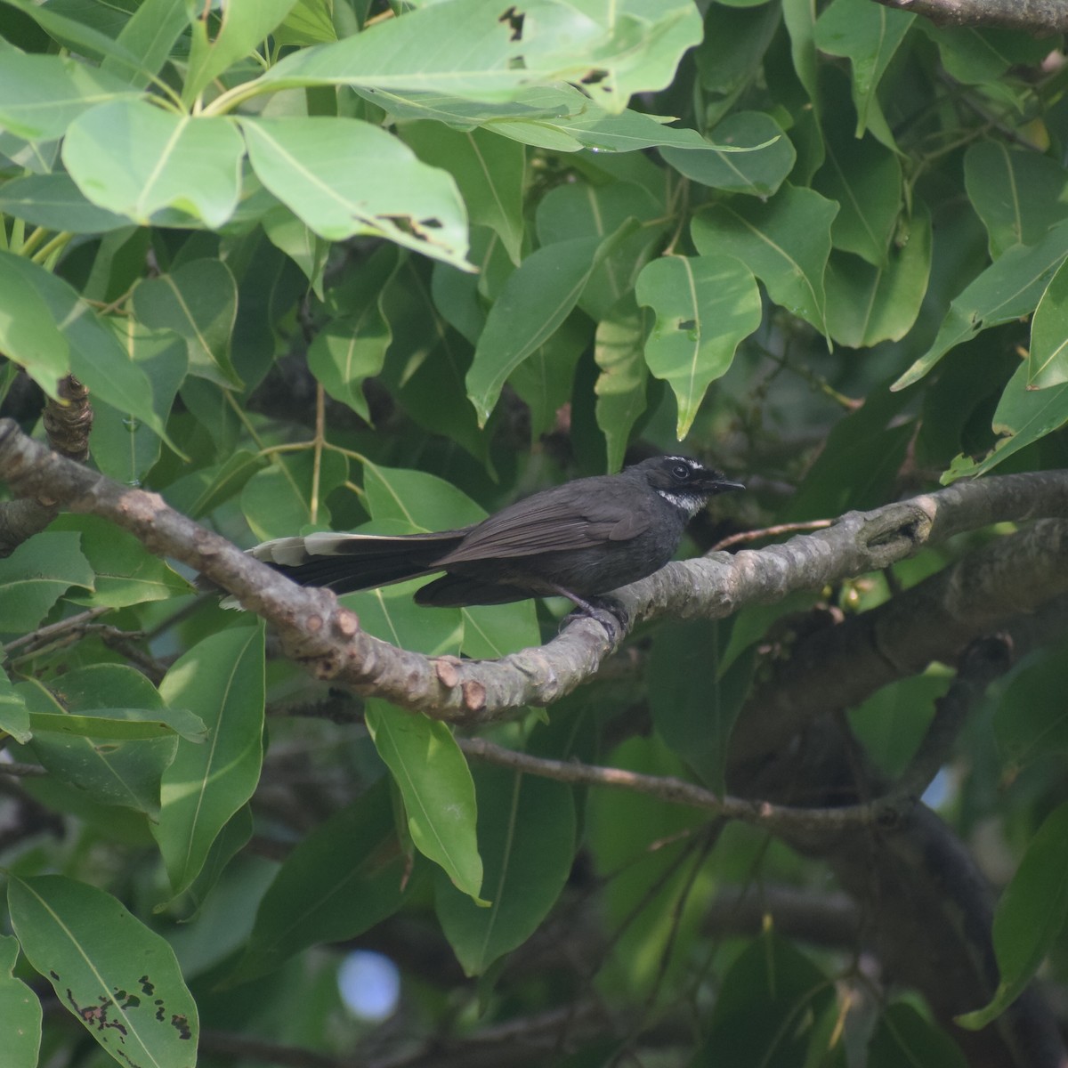 White-throated Fantail - ML567317031