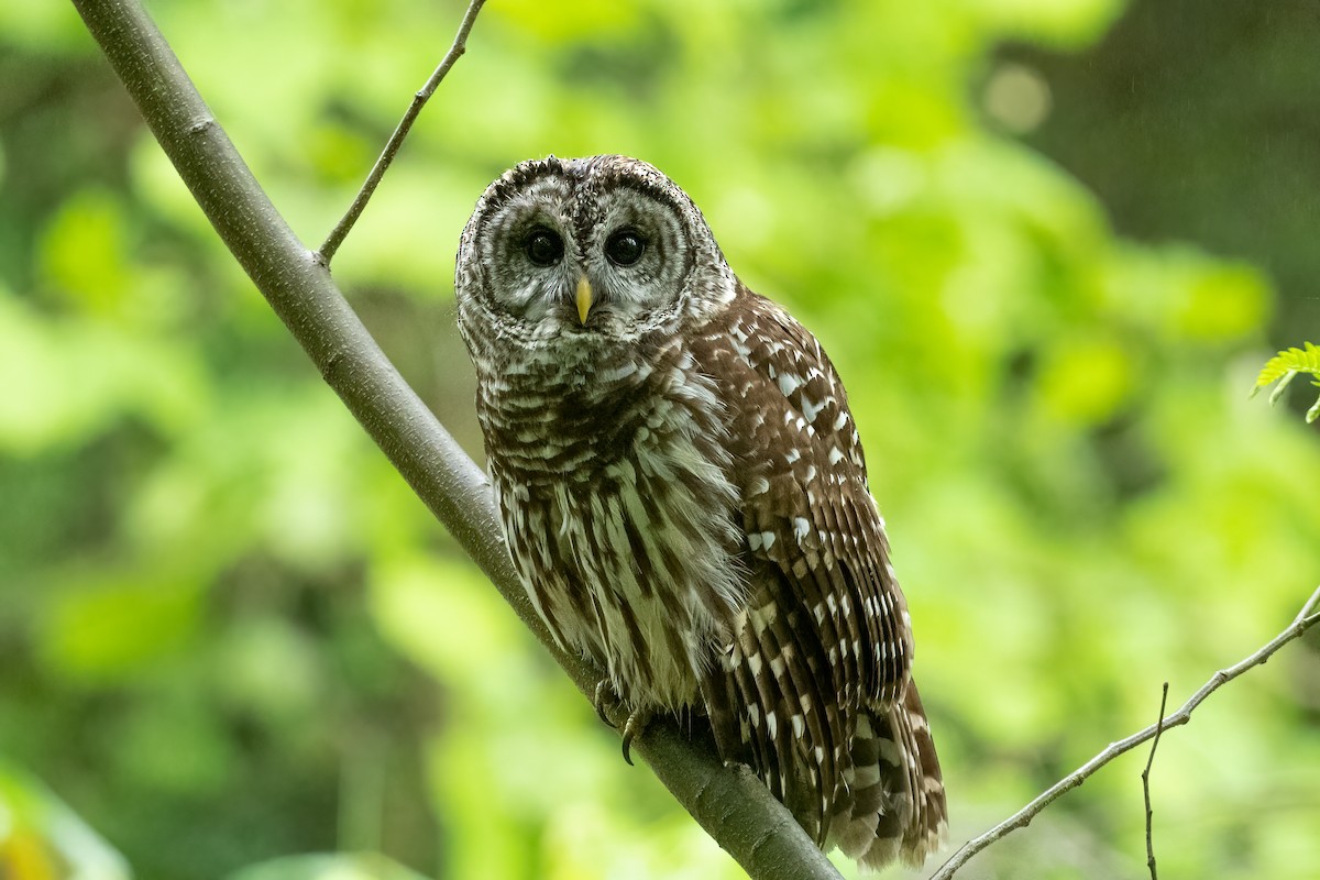 Barred Owl - ML567317491