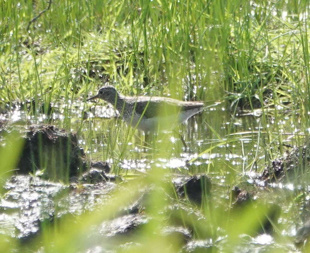 Solitary Sandpiper - ML567318001