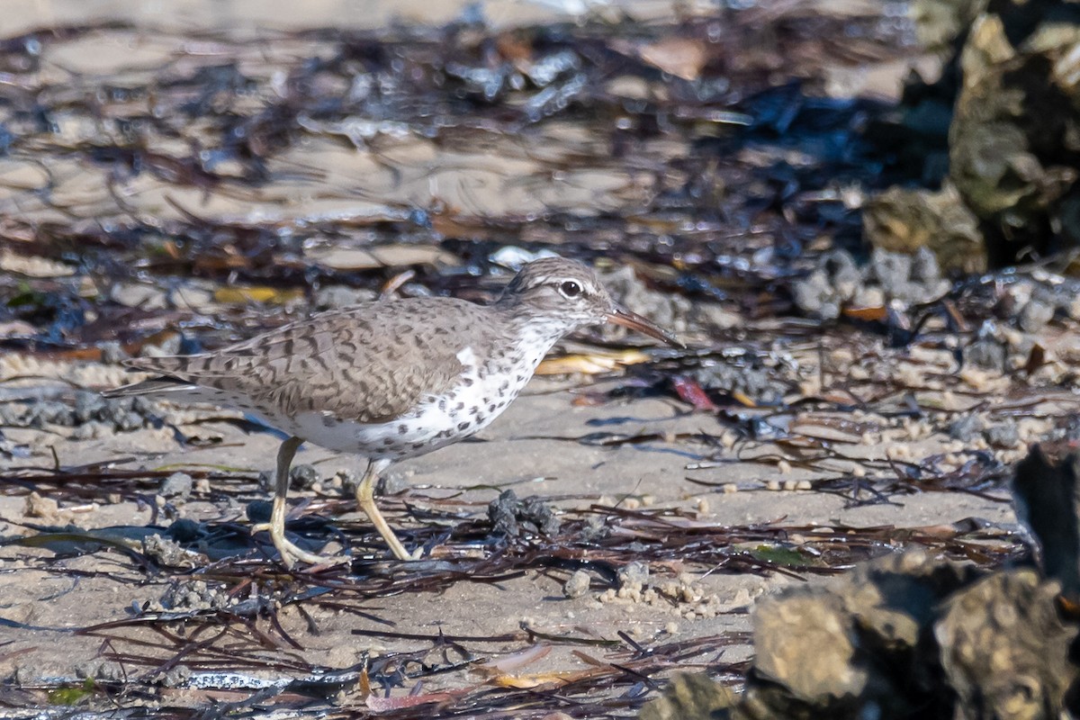 Spotted Sandpiper - ML567318031