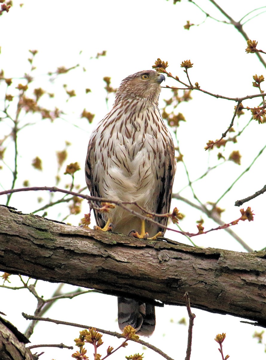 Cooper's Hawk - ML567318221