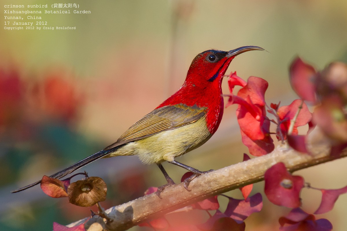 Crimson Sunbird - ML56731931