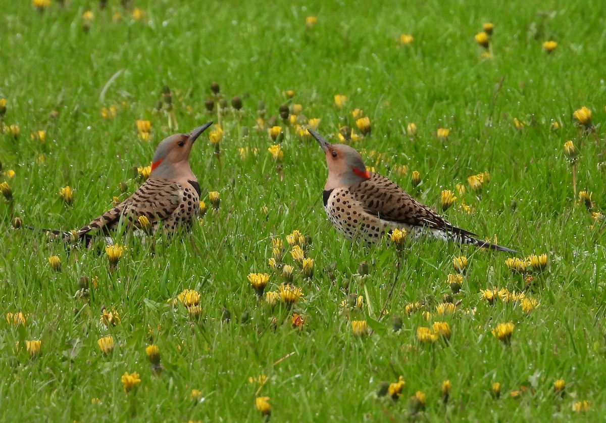 Northern Flicker - ML567319581