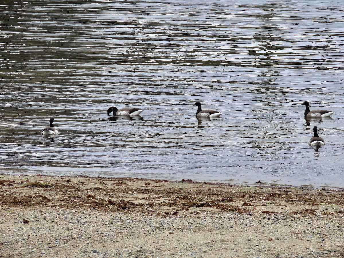 Branta musubeltza - ML567320411