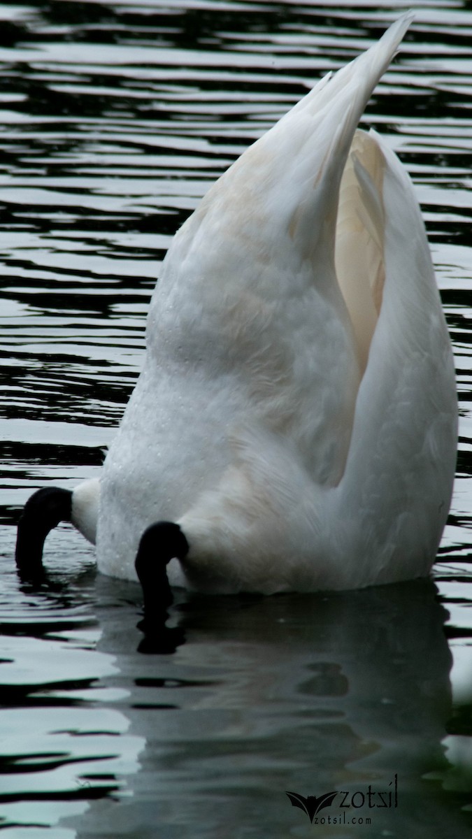 Mute Swan - ML567321461