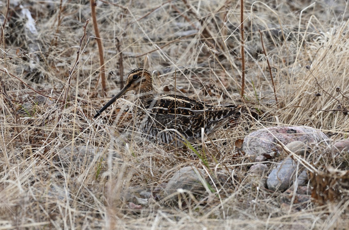 bekasina severoamerická - ML567322301